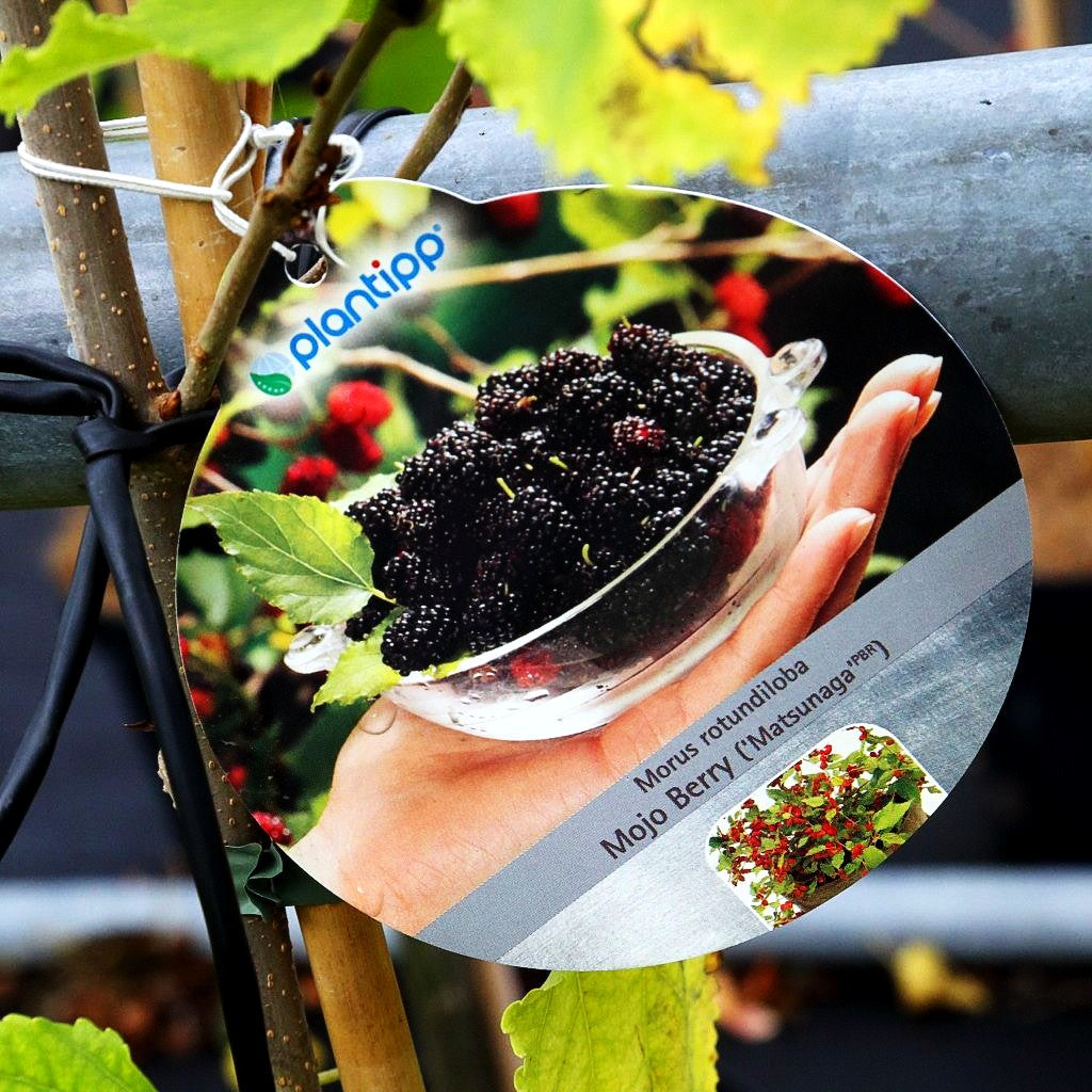 Kleinbleibender Maulbeerbaum 'Mojo Berry' (Morus rotundiloba)