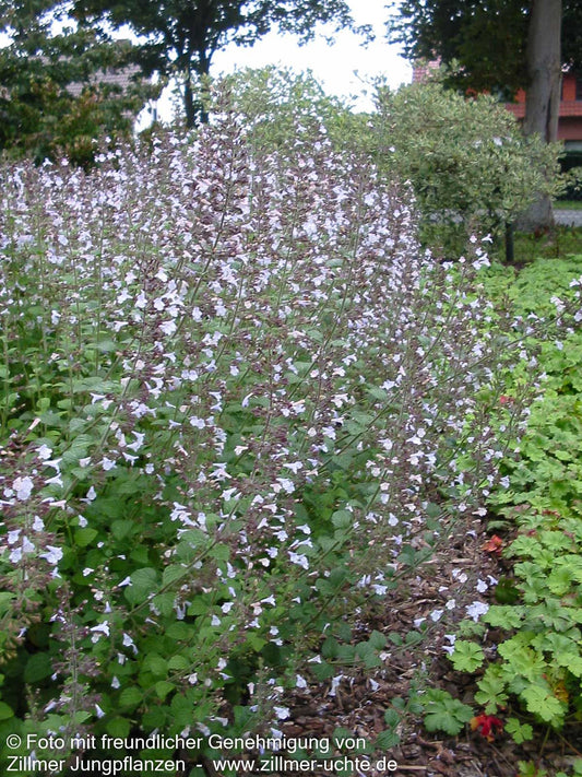 Kleinblütige Bergminze 'Blue Cloud' (Calamintha nepeta)
