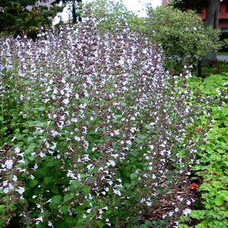 Kleinblütige Bergminze 'Blue Cloud' (Calamintha nepeta)