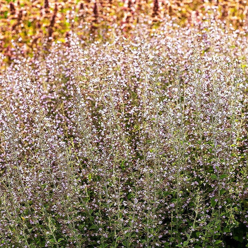 Kleinblütige Bergminze 'Blue Cloud' (Calamintha nepeta)
