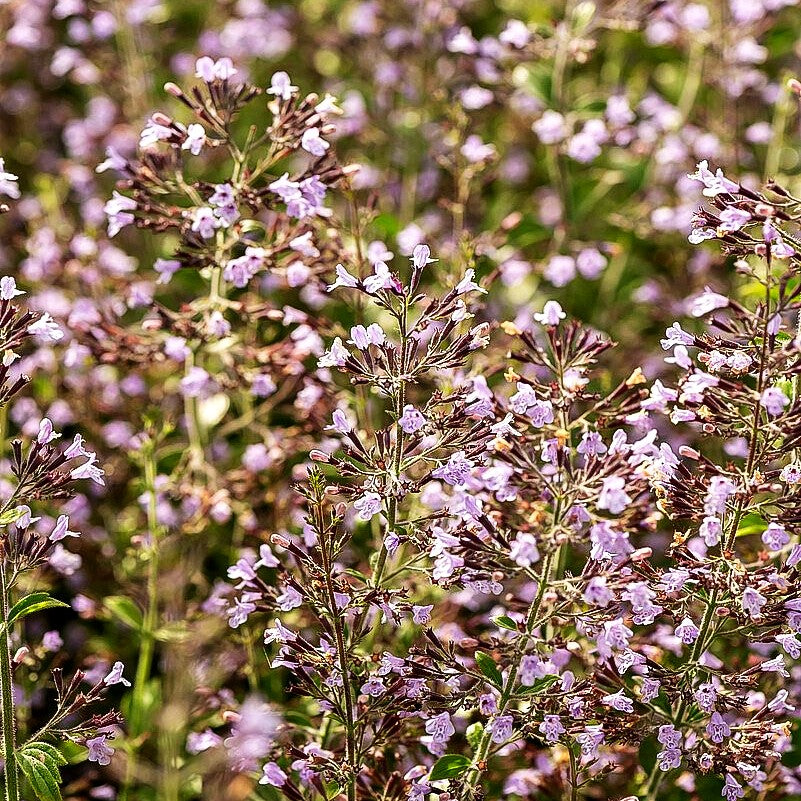 Kleinblütige Bergminze 'Blue Cloud' (Calamintha nepeta)