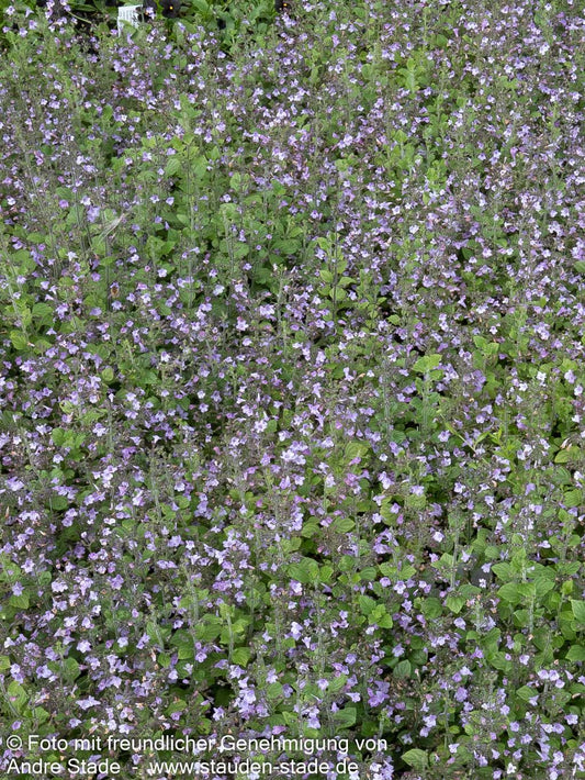 Kleinblütige Bergminze 'Marvelette Blue' (Calamintha nepeta)