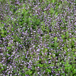 Kleinblütige Bergminze 'Marvelette Blue' (Calamintha nepeta)