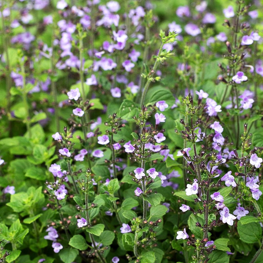 Kleinblütige Bergminze 'Marvelette Blue' (Calamintha nepeta)