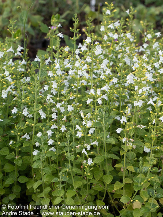 Kleinblütige Bergminze 'Marvelette White' (Calamintha nepeta)