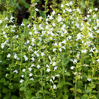 Kleinblütige Bergminze 'Marvelette White' (Calamintha nepeta)