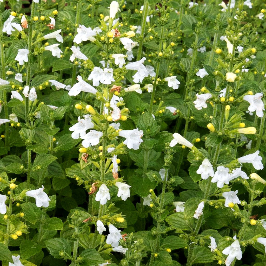 Kleinblütige Bergminze 'Marvelette White' (Calamintha nepeta)