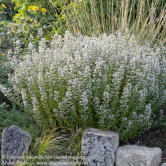Kleinblütige Bergminze 'Triumphator' (Calamintha nepeta)