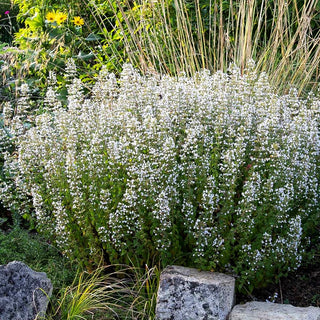 Kleinblütige Bergminze 'Triumphator' (Calamintha nepeta)