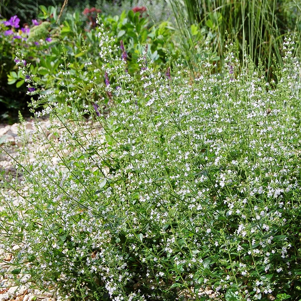 Kleinblütige Bergminze 'Triumphator' (Calamintha nepeta)