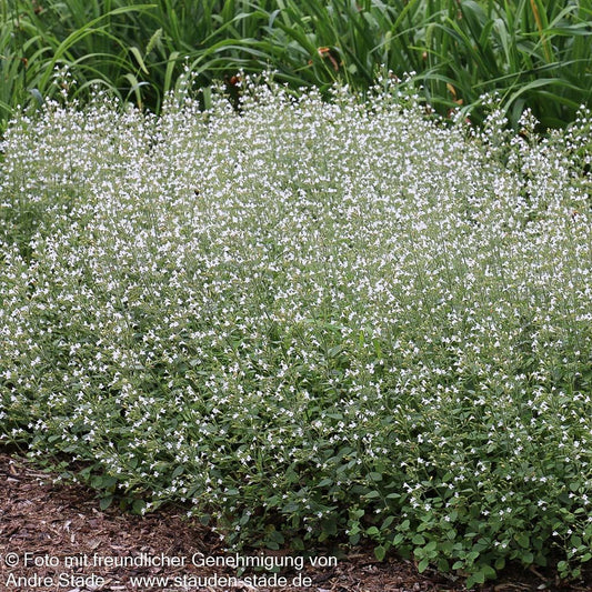 Kleinblütige Bergminze 'White Cloud' (Calamintha nepeta)