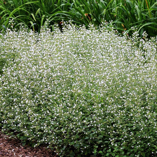 Kleinblütige Bergminze 'White Cloud' (Calamintha nepeta)