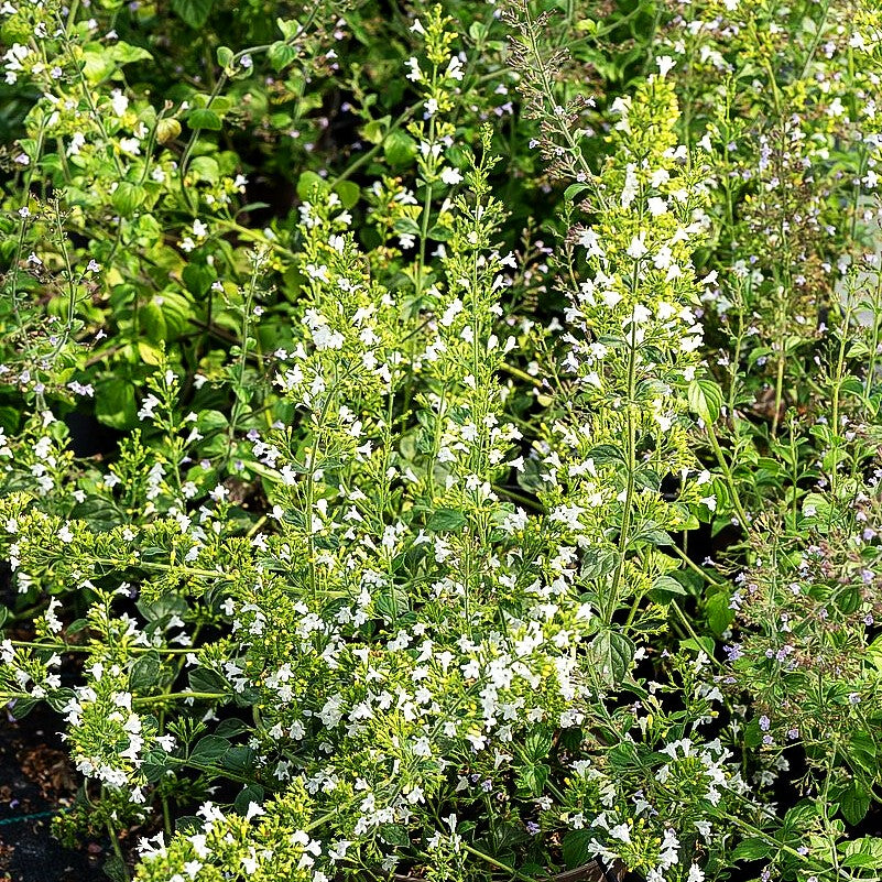 Kleinblütige Bergminze 'White Cloud' (Calamintha nepeta)