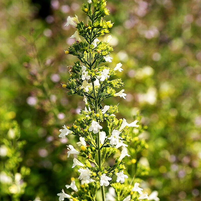 Kleinblütige Bergminze 'White Cloud' (Calamintha nepeta)