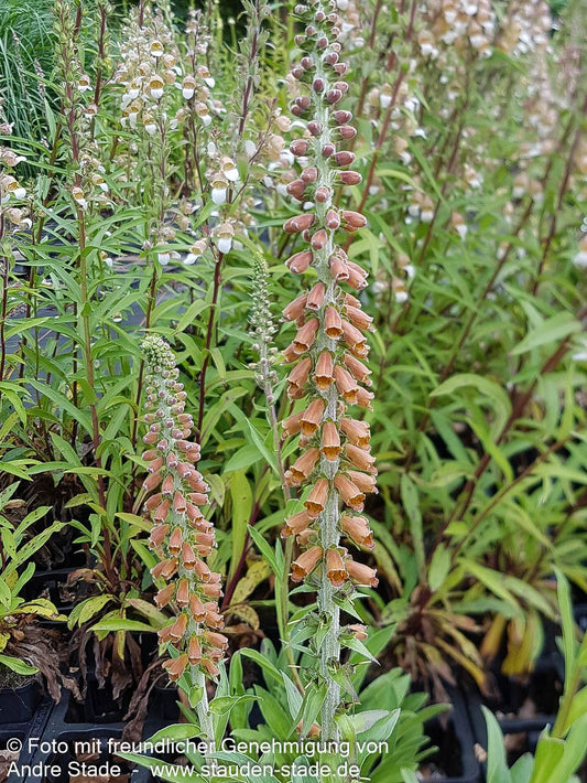 Kleinblütiger Fingerhut (Digitalis parviflora)