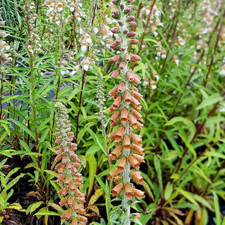 Kleinblütiger Fingerhut (Digitalis parviflora)