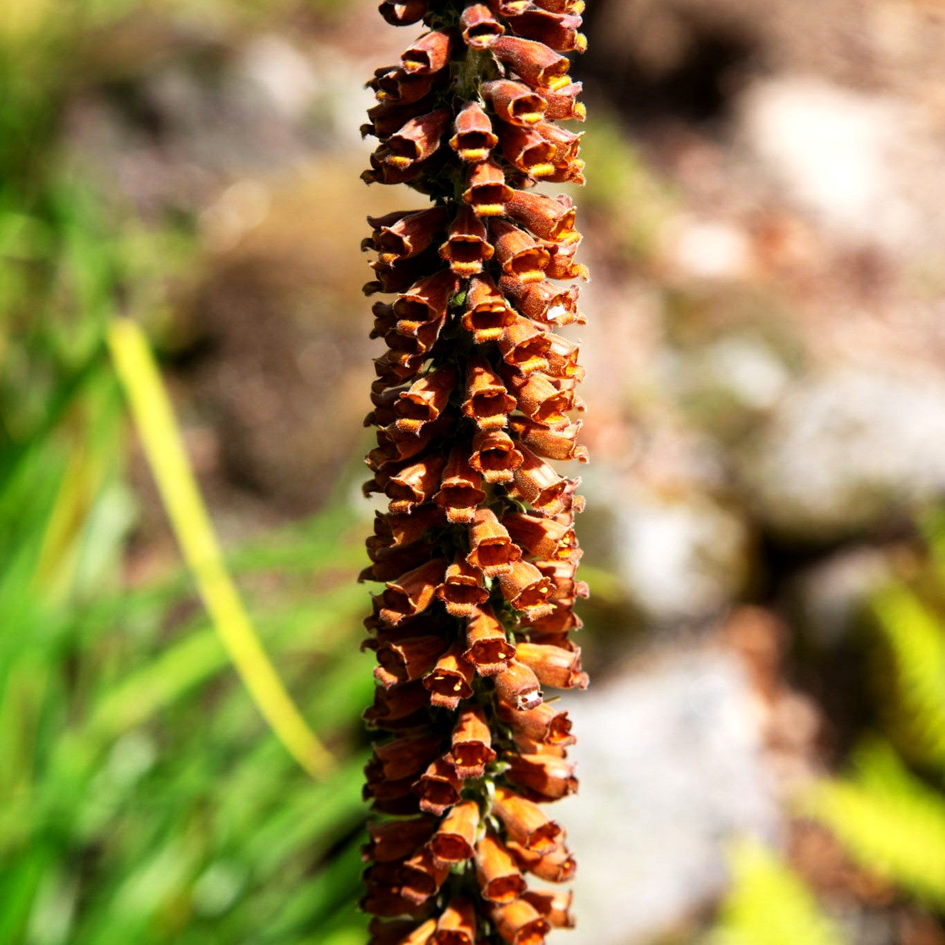 Kleinblütiger Fingerhut (Digitalis parviflora)