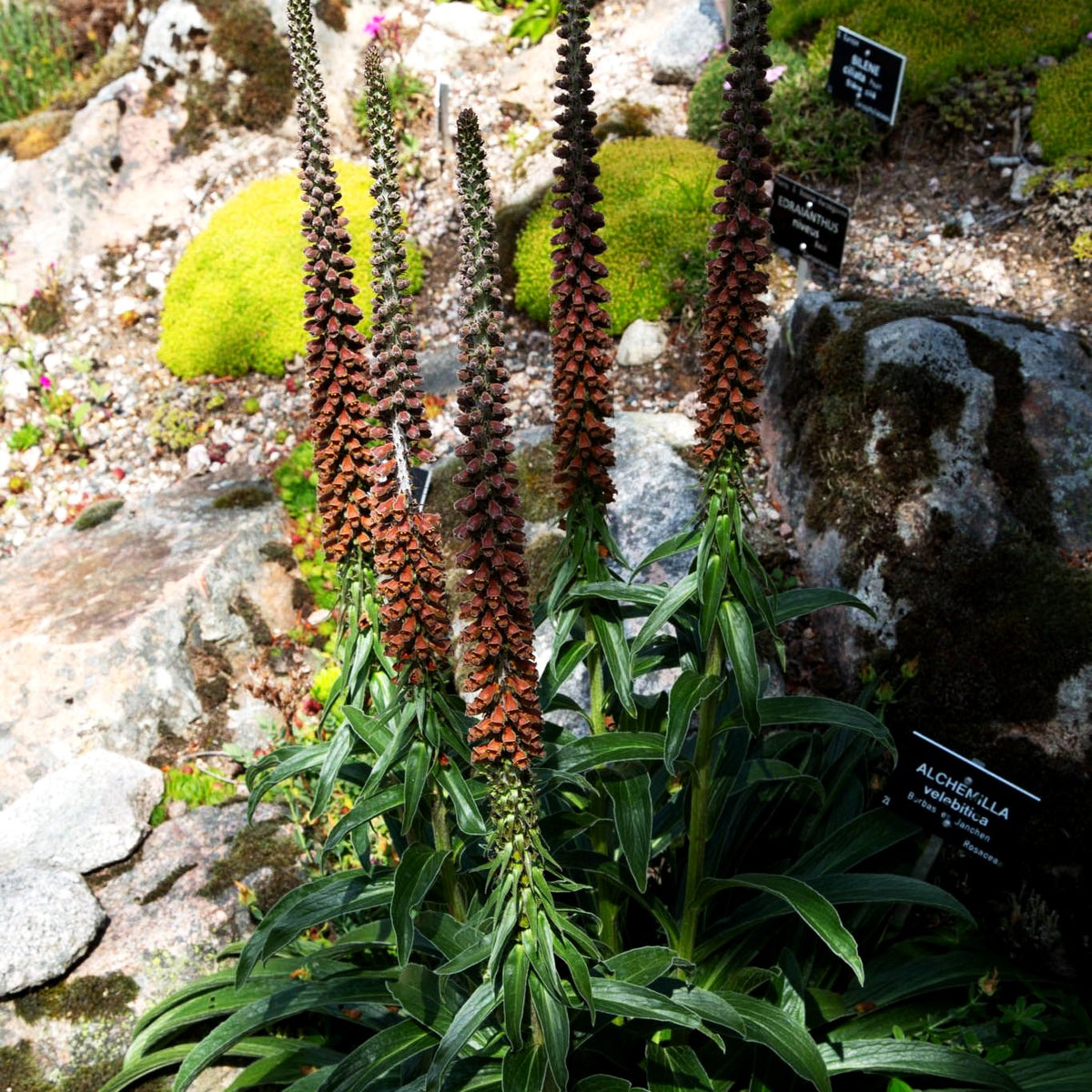 Kleinblütiger Fingerhut (Digitalis parviflora)