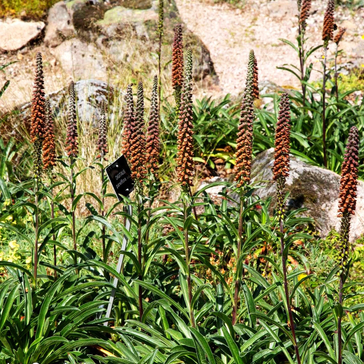 Kleinblütiger Fingerhut (Digitalis parviflora)