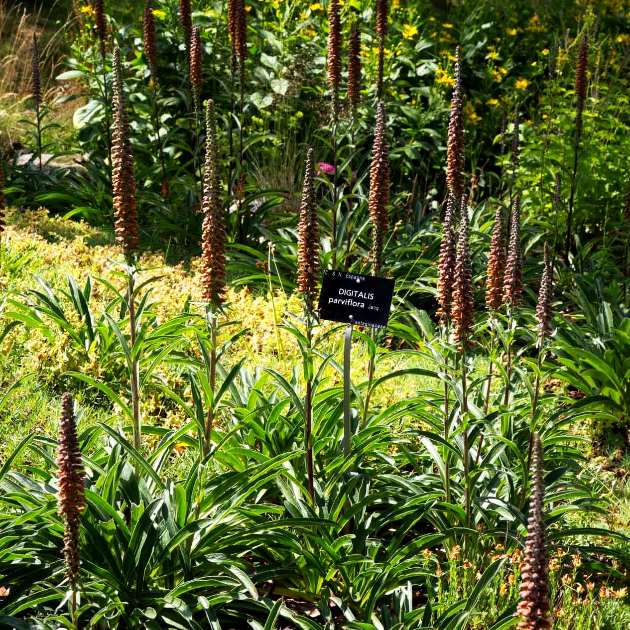 Kleinblütiger Fingerhut (Digitalis parviflora)