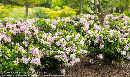 Kleinblütiger Rhododendron 'Bloombux' (Rhododendron micranthum)