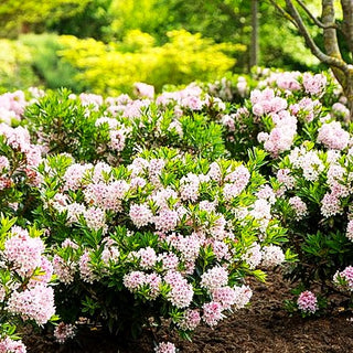 Kleinblütiger Rhododendron 'Bloombux' (Rhododendron micranthum)