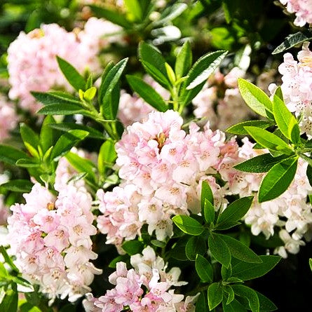 Kleinblütiger Rhododendron 'Bloombux' (Rhododendron micranthum)