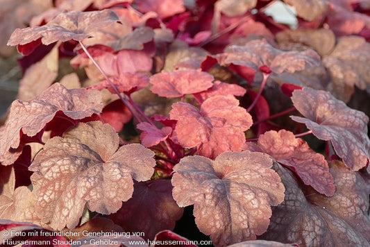 Kleinblütiges Silberglöckchen 'Amber Lady' (Heuchera micrantha)