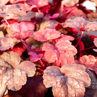 Kleinblütiges Silberglöckchen 'Amber Lady' (Heuchera micrantha)