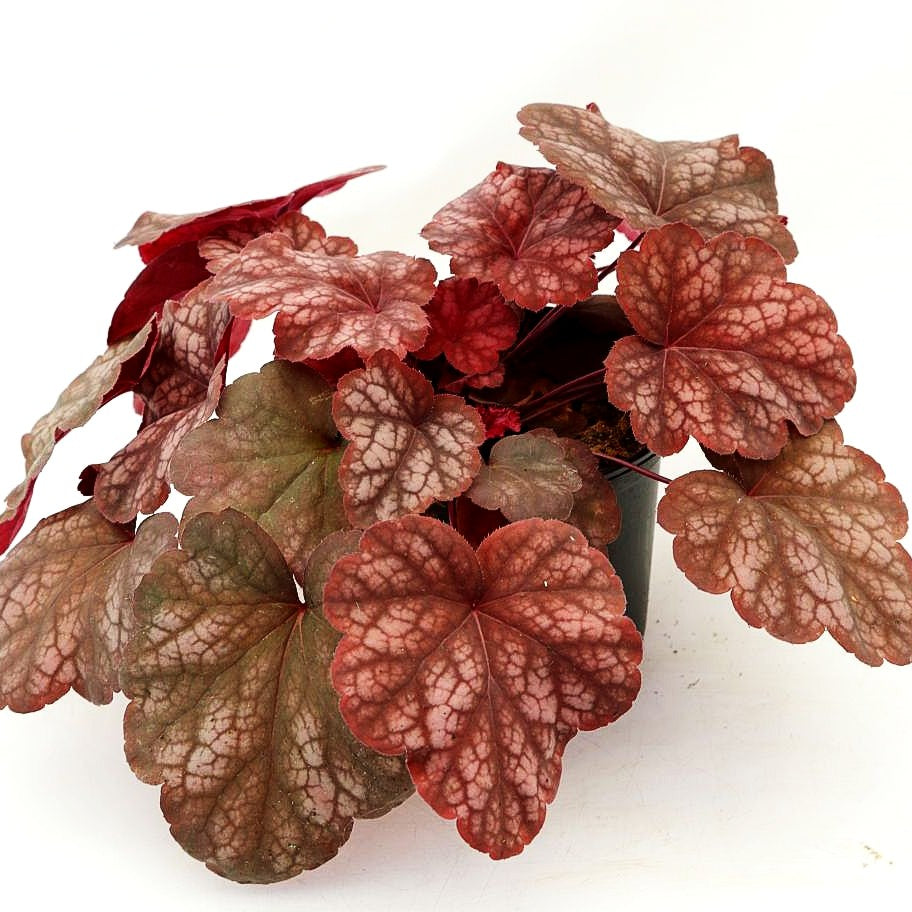 Kleinblütiges Silberglöckchen 'Amber Lady' (Heuchera micrantha)