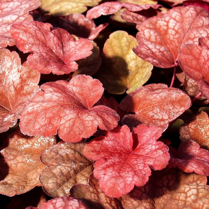 Kleinblütiges Silberglöckchen 'Amber Lady' (Heuchera micrantha)