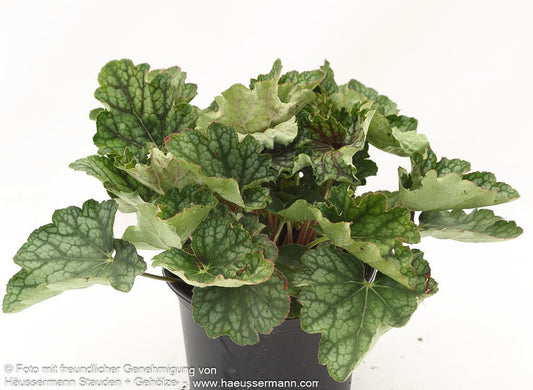 Kleinblütiges Silberglöckchen 'Beauty Colour' (Heuchera americana)