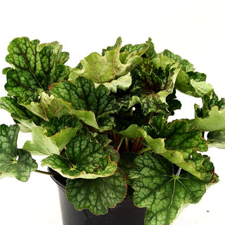 Kleinblütiges Silberglöckchen 'Beauty Colour' (Heuchera americana)