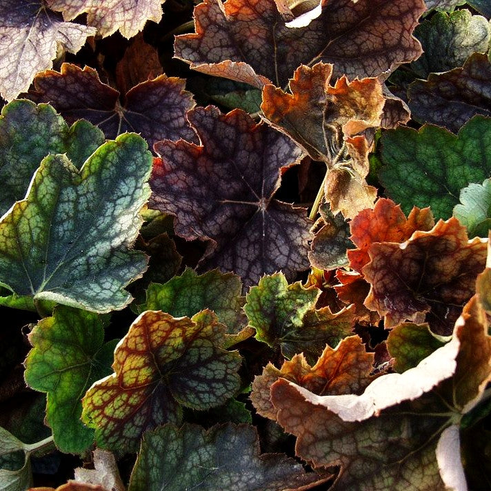 Kleinblütiges Silberglöckchen 'Beauty Colour' (Heuchera americana)