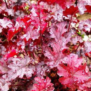 Kleinblütiges Silberglöckchen 'Can Can' (Heuchera micrantha)
