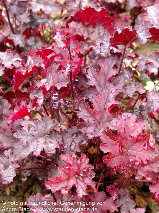 Kleinblütiges Silberglöckchen 'Can Can' (Heuchera micrantha)