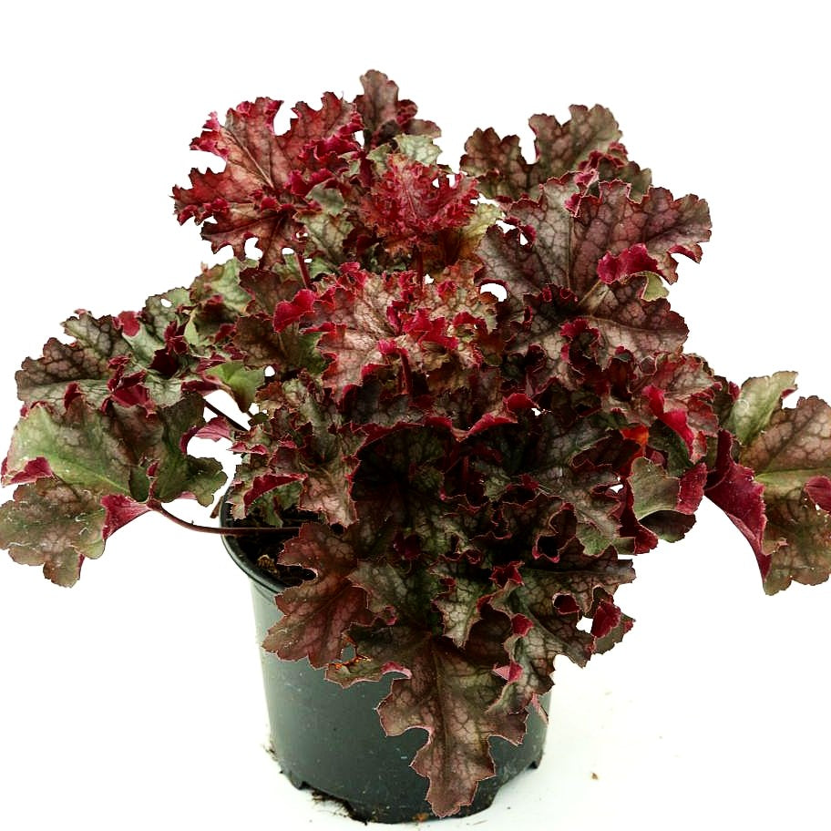 Kleinblütiges Silberglöckchen 'Can Can' (Heuchera micrantha)