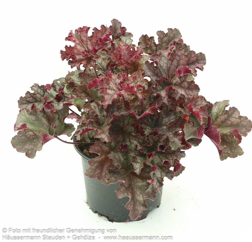 Kleinblütiges Silberglöckchen 'Can Can' (Heuchera micrantha)