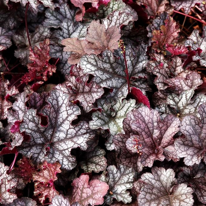 Kleinblütiges Silberglöckchen 'Can Can' (Heuchera micrantha)