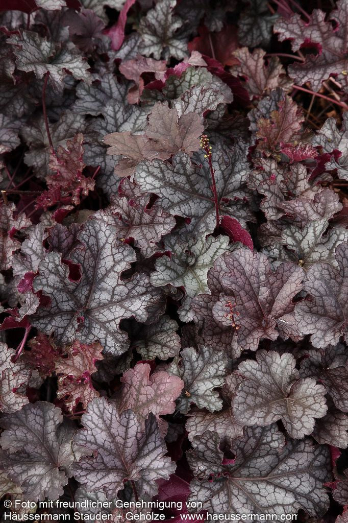 Kleinblütiges Silberglöckchen 'Can Can' (Heuchera micrantha)