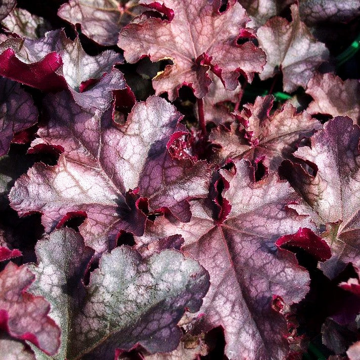 Kleinblütiges Silberglöckchen 'Can Can' (Heuchera micrantha)