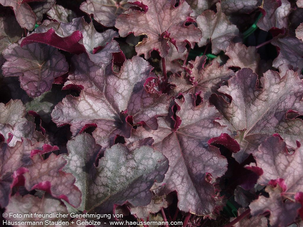 Kleinblütiges Silberglöckchen 'Can Can' (Heuchera micrantha)