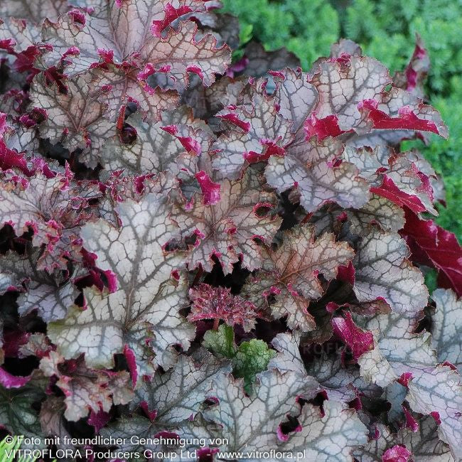 Kleinblütiges Silberglöckchen 'Can Can' (Heuchera micrantha)
