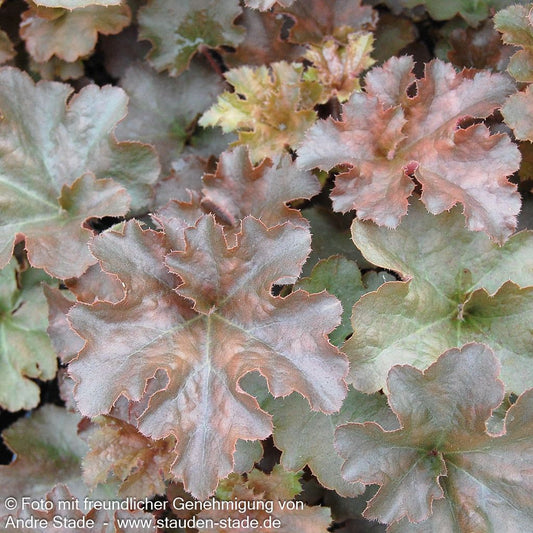 Kleinblütiges Silberglöckchen 'Cappuccino' (Heuchera micrantha)