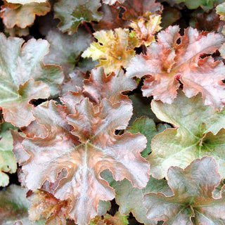 Kleinblütiges Silberglöckchen 'Cappuccino' (Heuchera micrantha)