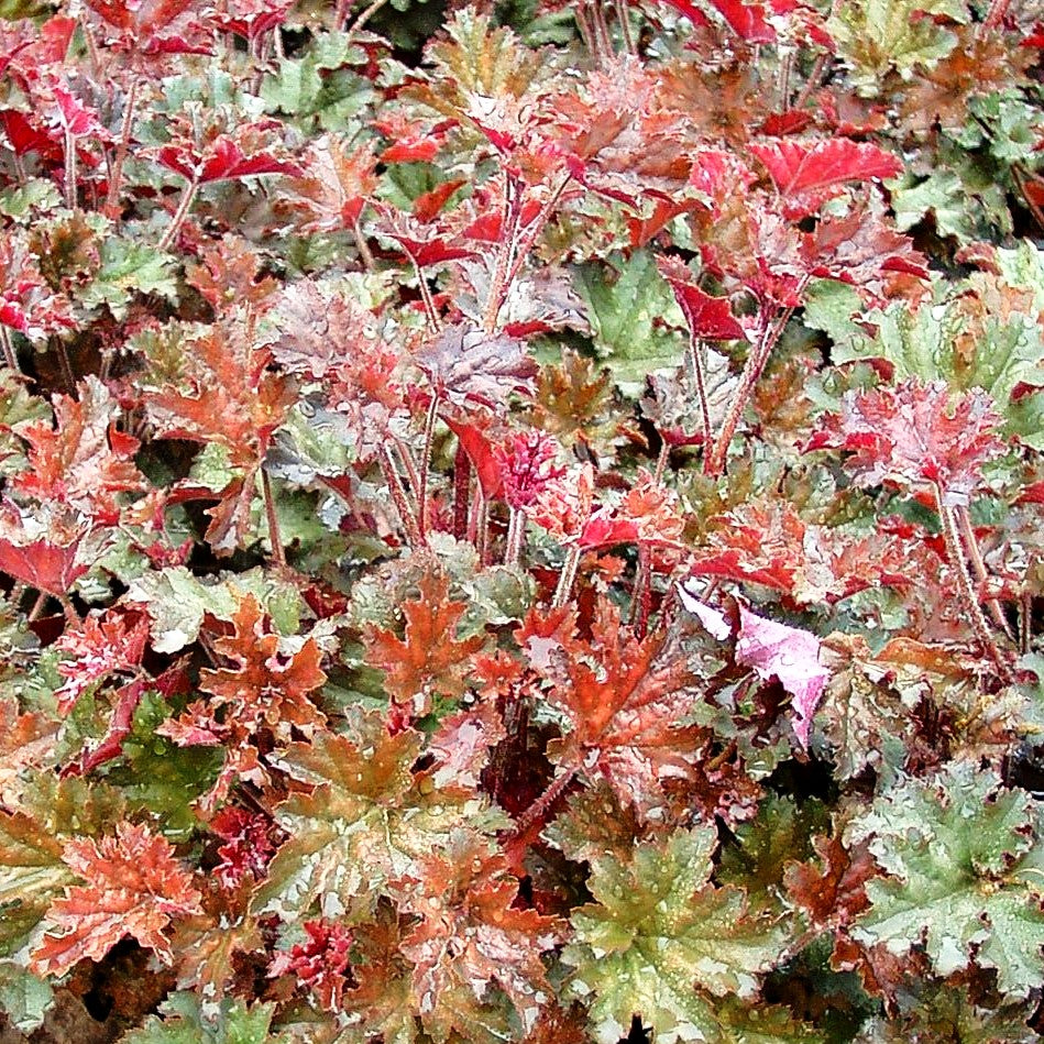 Kleinblütiges Silberglöckchen 'Cappuccino' (Heuchera micrantha)