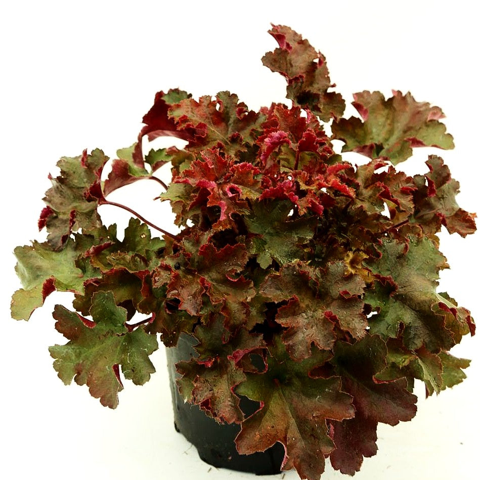 Kleinblütiges Silberglöckchen 'Cappuccino' (Heuchera micrantha)