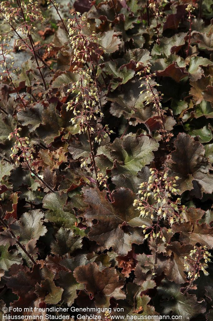 Kleinblütiges Silberglöckchen 'Cappuccino' (Heuchera micrantha)