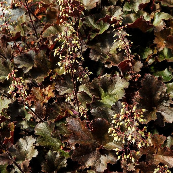 Kleinblütiges Silberglöckchen 'Cappuccino' (Heuchera micrantha)