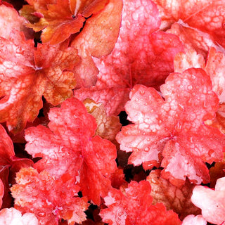 Kleinblütiges Silberglöckchen 'Cherry Cola' (Heuchera micrantha)